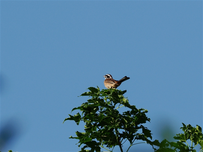 zEW,Meadow Bunting